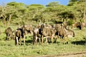 Ndutu Gnu flok21